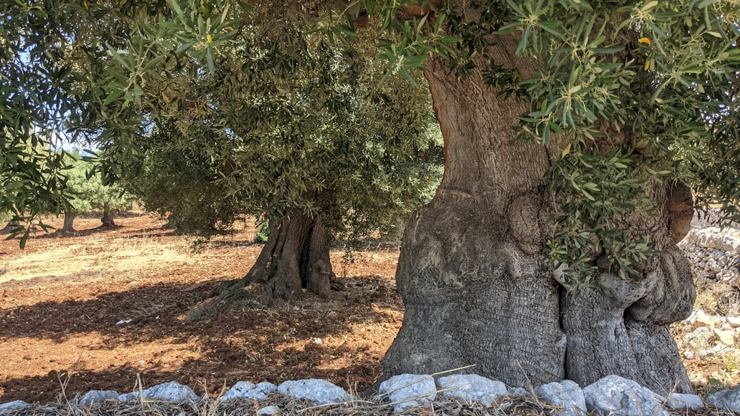 Puglia voor de eerste keer: dit moet je weten